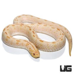 Adult Female Albino Anaconda Hognose Snakes (Heterodon nasicus) For Sale - Underground Reptiles 
