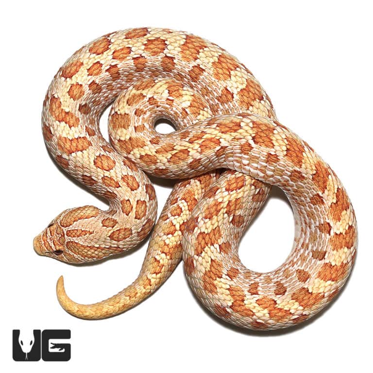 Adult Male Albino Anaconda Western Hognose Snake - Underground Reptiles