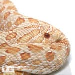 Adult Female Albino Het Axanthic Hognose Snake (Heterodon nasicus) For Sale - Underground Reptiles 