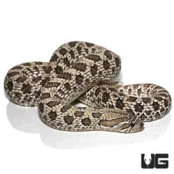 Adult Axanthic Het Albino Hognose Snake (Heterodon nasicus) For Sale - Underground Reptiles 
