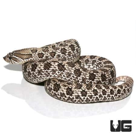 Adult Axanthic Het Albino Hognose Snake (Heterodon nasicus) For Sale - Underground Reptiles 