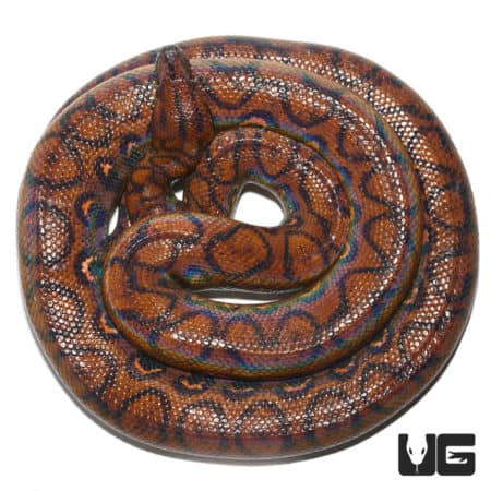 Adult Brazilian Rainbow Boas (Epicrates cenchria) For Sale - Underground Reptiles