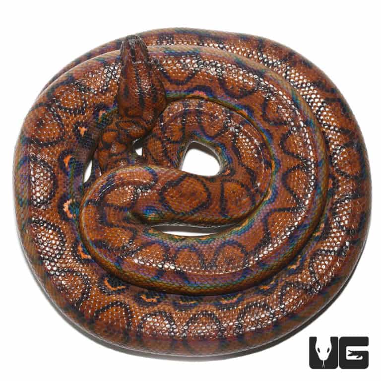 Adult Brazilian Rainbow Boas (Epicrates cenchria) For Sale