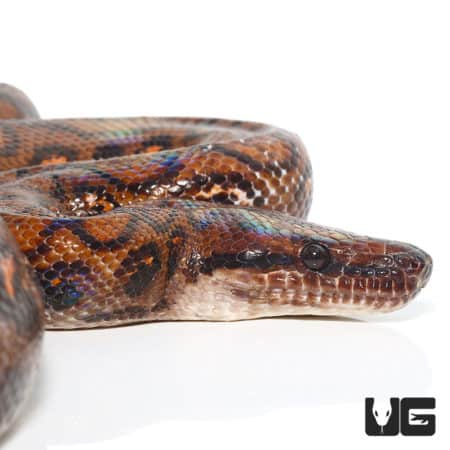 Adult Brazilian Rainbow Boas (Epicrates cenchria) For Sale - Underground Reptiles