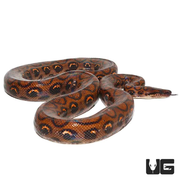 Brazilian Rainbow Boas (Epicrates cenchria) For Sale - Underground Reptiles