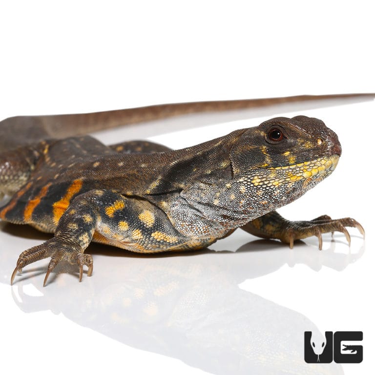 Butterfly Agamas (Leiolepis belliana) For Sale Underground Reptiles