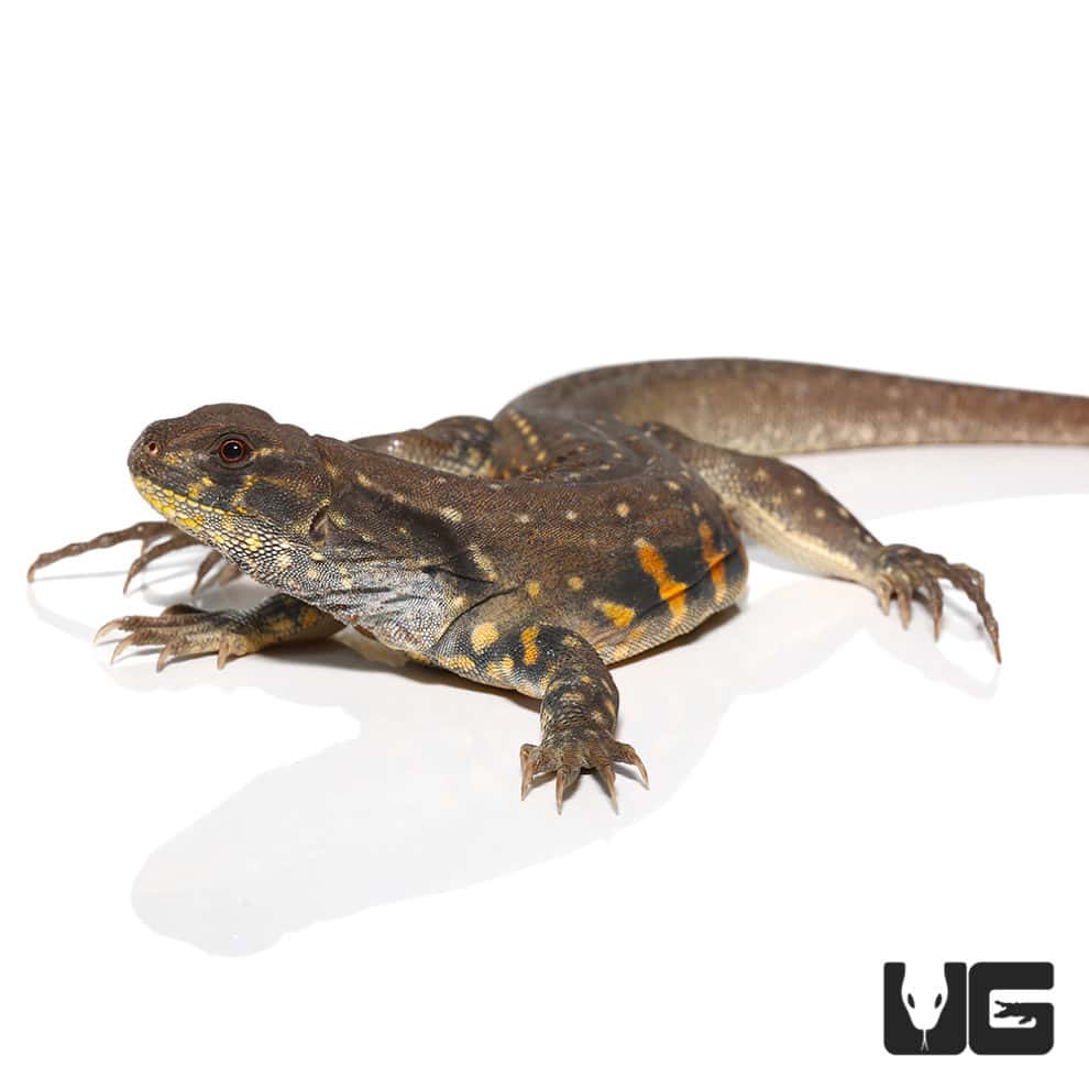 Butterfly Agamas (Leiolepis belliana) For Sale Underground Reptiles