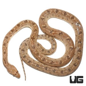 Egyptian Diadem Rat Snake For Sale - Underground Reptiles