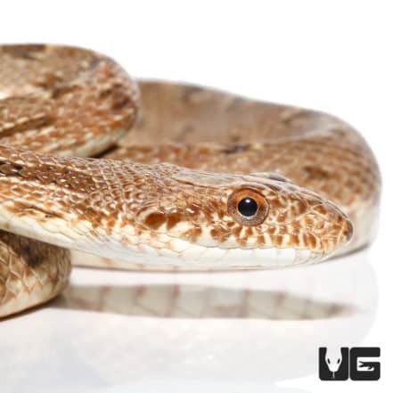 Egyptian Diadem Rat Snake For Sale - Underground Reptiles