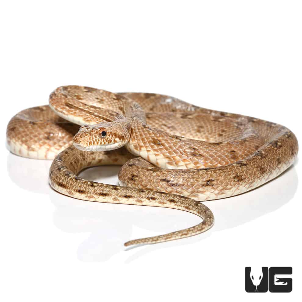 Egyptian Diadem Rat Snake For Sale - Underground Reptiles