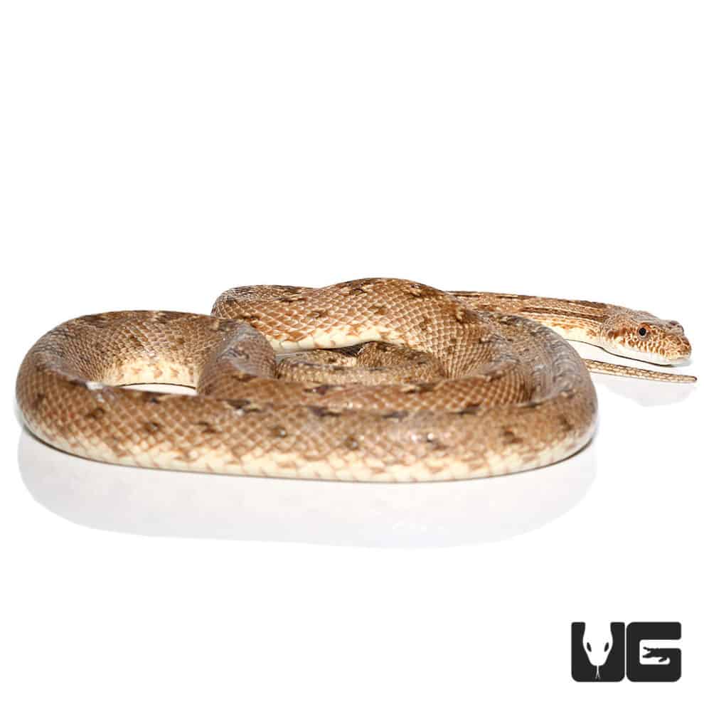 Egyptian Diadem Rat Snake For Sale - Underground Reptiles