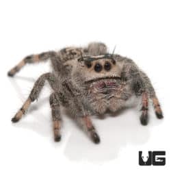 Adult Pallid Phase Regal Jumping Spider (Phidippus regius) For Sale - Underground Reptiles
