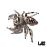Adult Pallid Phase Regal Jumping Spider (Phidippus regius) For Sale - Underground Reptiles