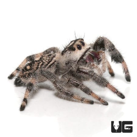 Adult Pallid Phase Regal Jumping Spider (Phidippus regius) For Sale - Underground Reptiles