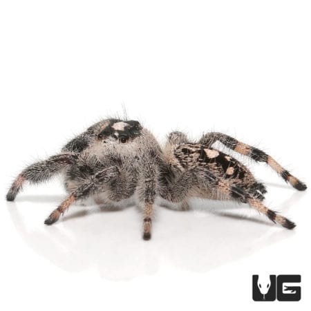 Adult Pallid Phase Regal Jumping Spider (Phidippus regius) For Sale - Underground Reptiles