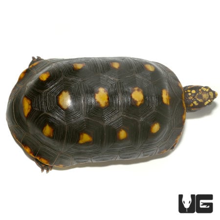 Juvenile Redfoot Tortoises (Chelonoidis carbonaria) For Sale - Underground Reptiles