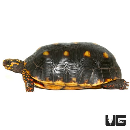 Juvenile Redfoot Tortoises (Chelonoidis carbonaria) For Sale - Underground Reptiles