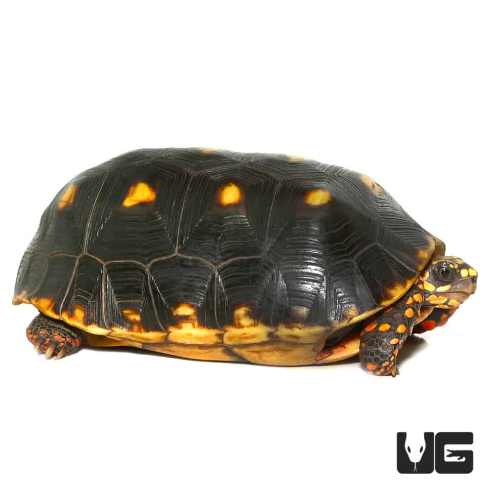 Redfoot Tortoise For Sale - Underground Reptiles