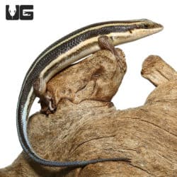 African Blue Tail Skinks (Trachylepis quinquetaeniata) For Sale - Underground Reptiles