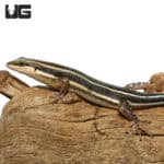 African Blue Tail Skinks (Trachylepis quinquetaeniata) For Sale - Underground Reptiles