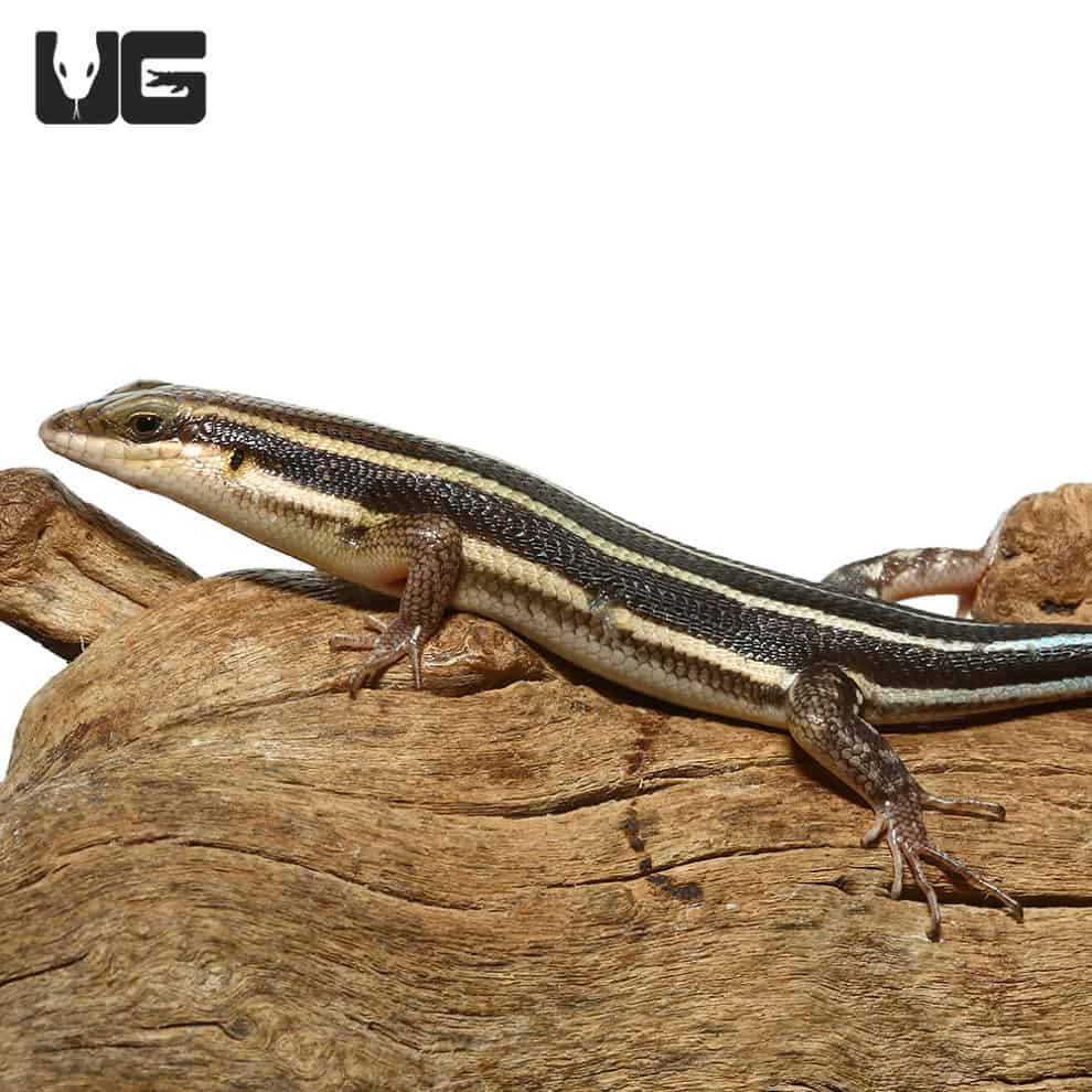 Blue Tailed Skinks For Sale Underground Reptiles