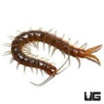 Arizona Blue Centipede (Scolopendra Viridis Ssp) For Sale - Underground Reptiles