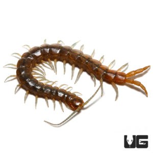 Arizona Blue Centipede For Sale - Underground Reptiles