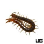 Arizona Blue Centipede (Scolopendra Viridis Ssp) For Sale - Underground Reptiles