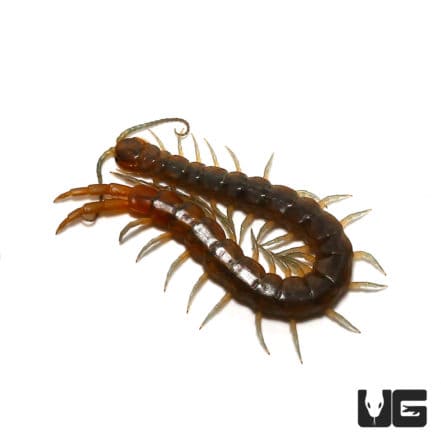 Arizona Blue Centipede For Sale - Underground Reptiles