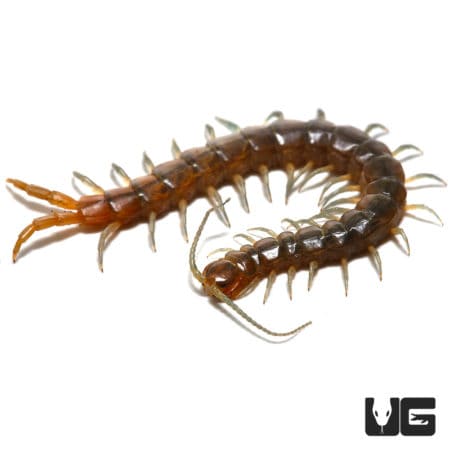 Arizona Blue Centipede (Scolopendra Viridis Ssp) For Sale - Underground Reptiles