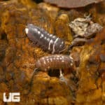 Armadillidium Corcyraeum Isopods For Sale - Underground Reptiles
