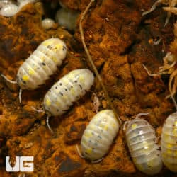 Armadillidium Vulgare Magic Potion Isopods For Sale - Underground Reptiles
