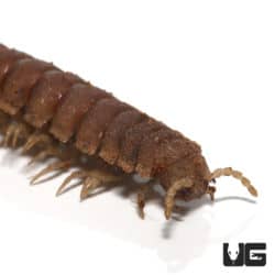 Armored Flat Millipede (Polydesmus Sp. "Thai") For Sale - Underground Reptiles
