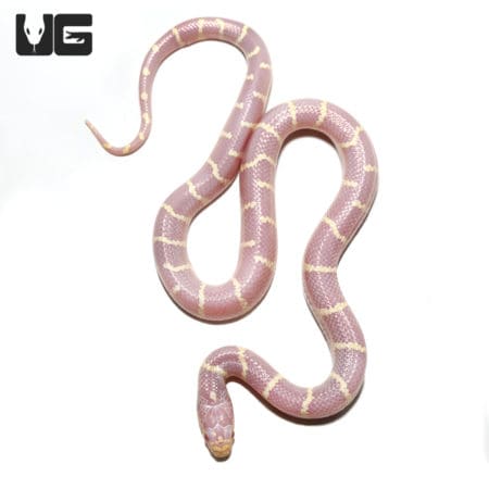 Baby Albino California Kingsnakes (Lampropeltis getula) For Sale - Underground Reptiles