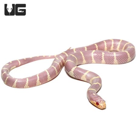 Baby Albino California Kingsnakes (Lampropeltis getula) For Sale - Underground Reptiles