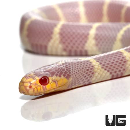 Baby Albino California Kingsnakes (Lampropeltis getula) For Sale - Underground Reptiles