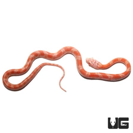 Baby Albino Sunkissed Cornsnake (Pantherophis guttatus) For Sale - Underground Reptiles