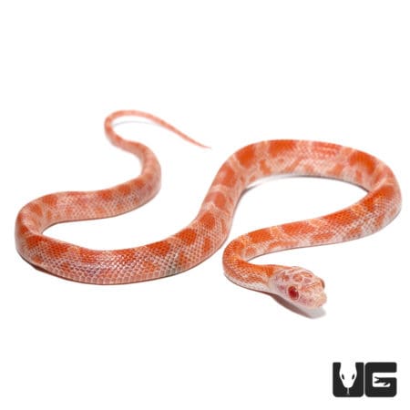 Baby Albino Sunkissed Cornsnake (Pantherophis guttatus) For Sale - Underground Reptiles