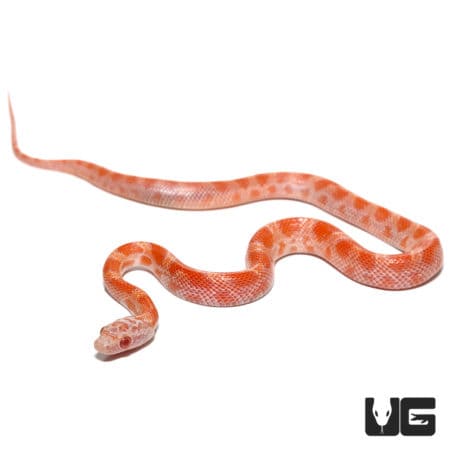 Baby Albino Sunkissed Cornsnake (Pantherophis guttatus) For Sale - Underground Reptiles