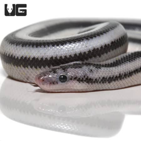 Baby Anery Magdelena Rosy Boas (Lichanura trivirgata) For Sale - Underground Reptiles