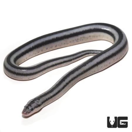 Baby Anery Magdelena Rosy Boas (Lichanura trivirgata) For Sale - Underground Reptiles