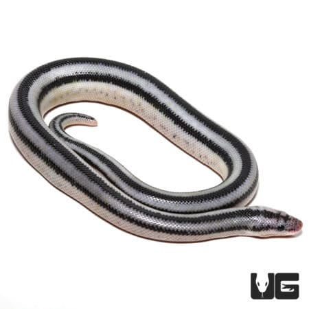 Baby Anery Magdelena Rosy Boas (Lichanura trivirgata) For Sale - Underground Reptiles