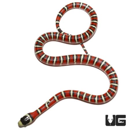 Baby Arizona Mountain Kingsnakes (Lampropeltis pyromelana) For Sale - Underground Reptiles