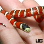 Baby Arizona Mountain Kingsnakes (Lampropeltis pyromelana) For Sale - Underground Reptiles