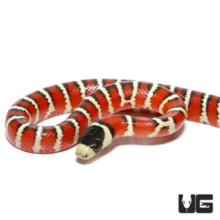 Baby Arizona Mountain Kingsnakes (Lampropeltis pyromelana) For Sale - Underground Reptiles