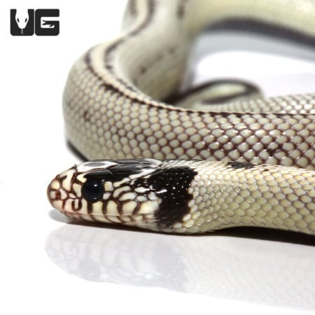 Baby Banana California Kingsnake (Lampropeltis getula) For Sale - Underground Reptiles