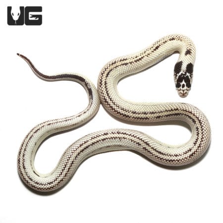 Baby Banana California Kingsnake (Lampropeltis getula) For Sale - Underground Reptiles