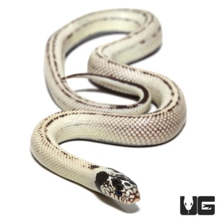 Baby California Kingsnakes For Sale - Underground Reptiles