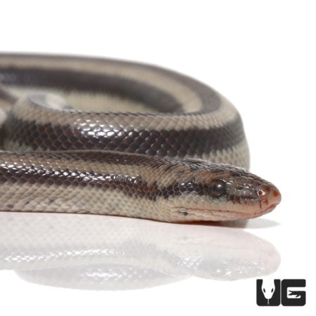 Baby Bay Of La Rosy Boas (Lichanura trivirgata saslowi) For Sale - Underground Reptiles