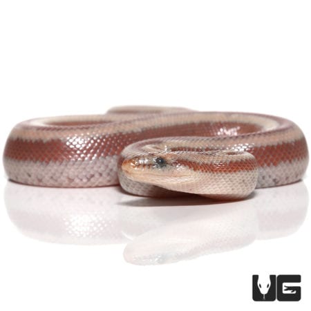 Baby Bay Of La Rosy Boas (Lichanura trivirgata saslowi) For Sale - Underground Reptiles